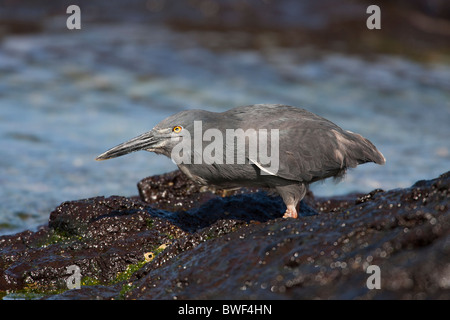 Héron strié (Butorides striata sundevalli), sous-espèce des Galapagos, également connu comme le héron des Galapagos ou de lave Banque D'Images