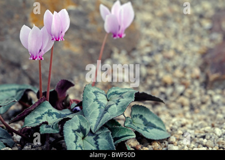 Hederifolium Cyclamen fleurs rose fleur jardin jardinage automne automne automne couleur couleur plante vivace fiable Banque D'Images