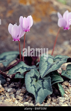 Hederifolium Cyclamen fleurs rose fleur jardin jardinage automne automne automne couleur couleur plante vivace fiable Banque D'Images