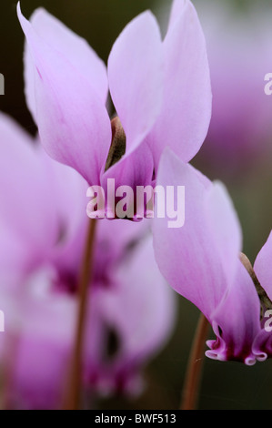 Hederifolium Cyclamen fleurs rose fleur jardin jardinage automne automne automne couleur couleur plante vivace fiable Banque D'Images