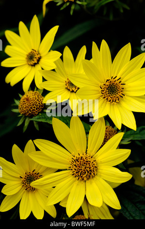 Le topinambour Helianthus tuberosus Aster sunroot terre artichaut de Jérusalem topinambur apple légumes tubéreux plante herbacée vivace Banque D'Images