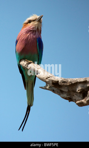 Lilac-Breasted Roller contre un ciel bleu clair en Afrique Banque D'Images