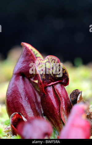 Saracenia purpurea subsp purpureus piège à capuchon sarracénie pourpre espèces carnivores fleurs selle latérale Banque D'Images