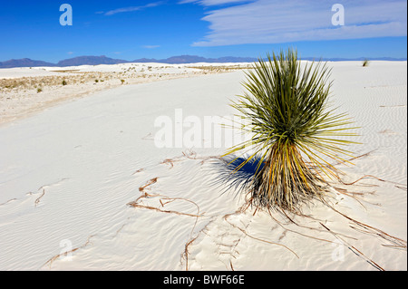 Yucca plantes poussant dans le sable White Sands National Monument Nouveau Mexique Banque D'Images