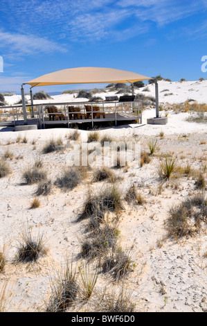 L'étude de la nature Salon White Sands National Monument Nouveau Mexique Banque D'Images