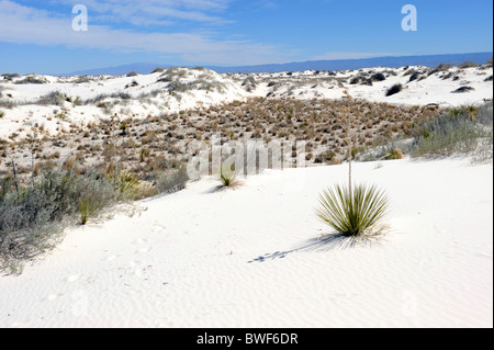 L'étude de la nature Salon White Sands National Monument Nouveau Mexique Banque D'Images