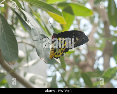 Grand Papillon au Key West Butterfly House dans les Florida Keys, Florida USA