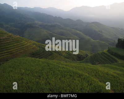 Les terrasses de riz, un ping, Longsheng Longji, Guilin, Chine. Banque D'Images