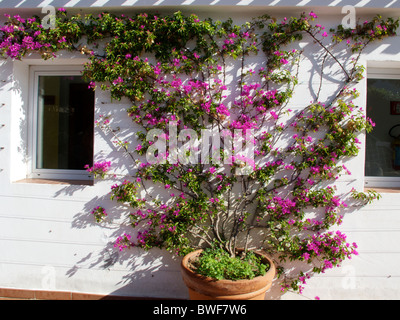 Une croissance de bougainvilliers contre un mur dans un village pittoresque dans la rue Costa Smeralda. La Sardaigne, Italie Banque D'Images