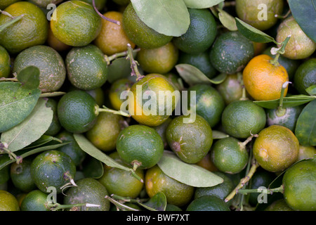 Calamansi fraîchement cueillies dans un marché à Roxas, Mindoro oriental, Philippines. Banque D'Images