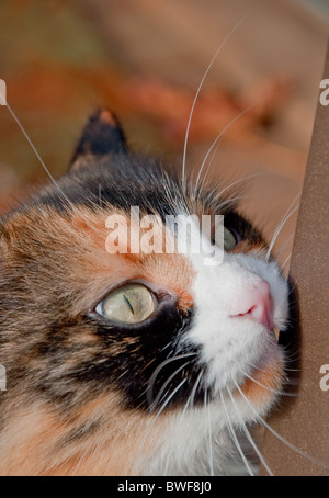 Savon Pour Le Visage De Chat Photo Stock Alamy Savon Pour Le Visage De Chat Photo Stock Alamy