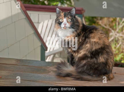Cette belle chatte calicot housecat est assis dehors sur une terrasse avec c'est yeux vert tout droit. Banque D'Images