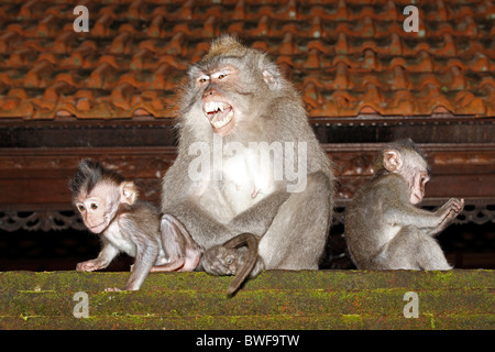 Une femelle macaques à longue queue, ou de manger du crabe le macaque, Macaca fascicularis, prendre soin de deux bébés. L'adulte est grondant Banque D'Images
