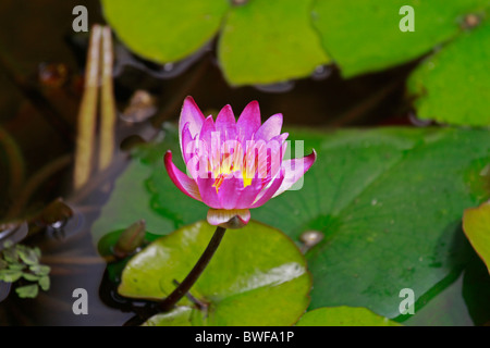 Nénuphar rose,(.) nymphaeaceae Banque D'Images