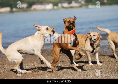 jouer les chiens Banque D'Images