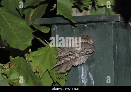 Scops owl - hibou scops eurasien - (Otus scops européenne scops) ce qui porte à se nourrir de proies adultes chick Banque D'Images