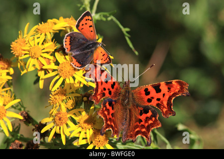 Petits Papillons UK Cuivre ( Lycaena phlaeas ) et virgule (Polygonia c-album ) sur le séneçon de fleurs sauvages Banque D'Images