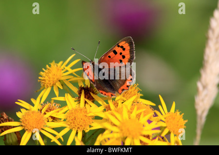 Petit papillon UK Cuivre ( Lycaena phlaeas ) sur fleur sauvage Séneçon commun Banque D'Images