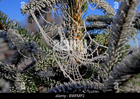 Les araignées dépoli sur Web Sapin Banque D'Images