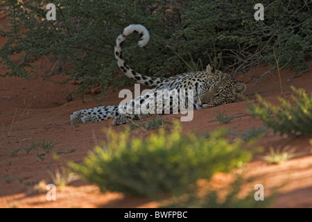 Léopard Kalahari allongé sur dune de sable rouge, dans le parc transfrontalier de Kgalagadi, République d'Afrique du Sud, Botsuana, Parc de la paix Banque D'Images