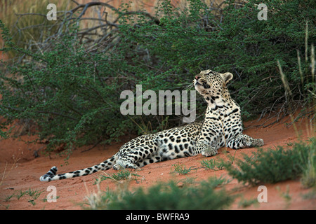 Léopard Kalahari allongé sur dune de sable rouge, dans le parc transfrontalier de Kgalagadi, République d'Afrique du Sud, Botsuana, Parc de la paix Banque D'Images