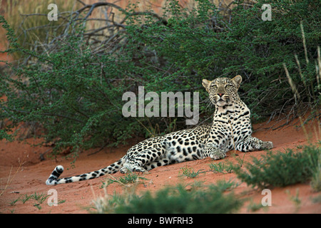 Léopard Kalahari allongé sur dune de sable rouge, dans le parc transfrontalier de Kgalagadi, République d'Afrique du Sud, Botsuana, Parc de la paix Banque D'Images