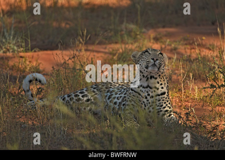 Léopard Kalahari allongé sur dune de sable rouge, dans le parc transfrontalier de Kgalagadi, République d'Afrique du Sud, Botsuana, Parc de la paix Banque D'Images
