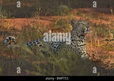 Léopard Kalahari allongé sur dune de sable rouge, dans le parc transfrontalier de Kgalagadi, République d'Afrique du Sud, Botsuana, Parc de la paix Banque D'Images