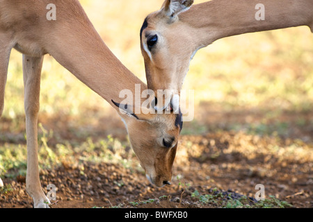 Jeune Impala (Aepyceros melampus) lécher les oreilles, Kruger National Park, la province de Mpumalanga, Afrique du Sud Banque D'Images