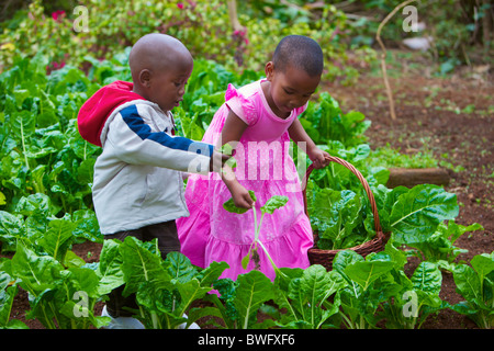 Les jeunes enfants d'une patch chou, KwaZulu-Natal, Afrique du Sud Banque D'Images