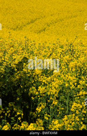 Champ de canola, de Caledon, Western Cape, Afrique du Sud Banque D'Images