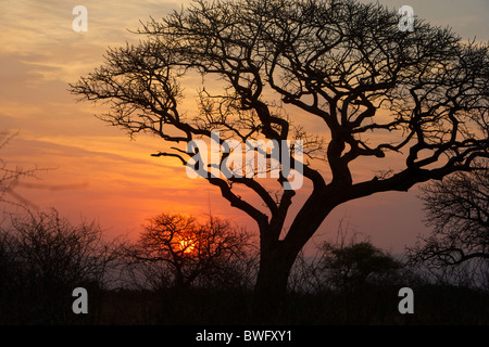 La silhouette d'un arbre au coucher du soleil. Isimangaliso, Kwazulu-Natal, Afrique du Sud Banque D'Images