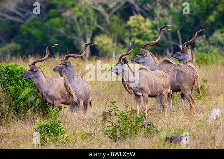 Un troupeau d'Isimangaliso, Kudu, Kwazulu-Natal, Afrique du Sud Banque D'Images