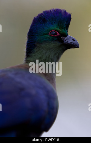 Touraco à huppe-pourpre, Lourie Bird, KwaZulu Natal, Afrique du Sud Banque D'Images
