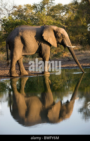 Un éléphant d'Afrique Loxodonta africana son reflet dans l'eau des boissons dans les premières heures de lumière province du Limpopo au Sud Timbavati Banque D'Images