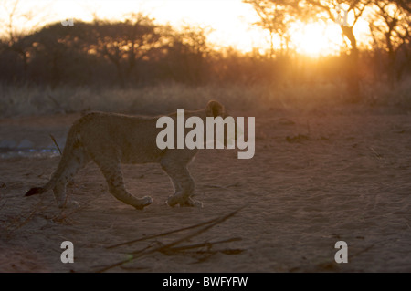 Lioness (Panthera leo) marchant sur le sable, la Namibie Banque D'Images