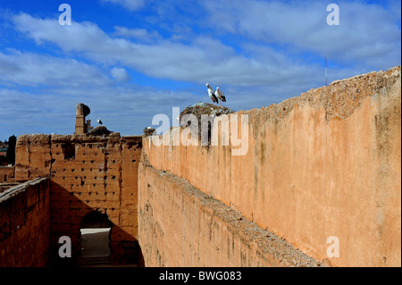 Maroc Marrakech - cigognes nichant sur les murs du palais El Badii dans la médina ou la vieille ville fortifiée de Marrakech Maroc Banque D'Images