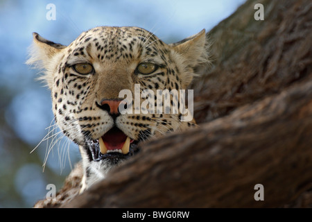 Portrait d'un Léopard Kalahari en acacia, Kgalagadi Transfrontier Park, République d'Afrique du Sud, Botsuana, Parc de la paix Banque D'Images