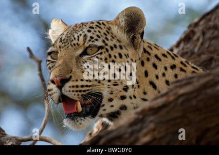 Portrait d'un Léopard Kalahari en acacia, Kgalagadi Transfrontier Park, République d'Afrique du Sud, Botsuana, Parc de la paix Banque D'Images