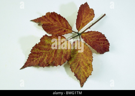 Blackberry, ronce (Rubus fruticosus), feuille d'automne, studio photo. Banque D'Images