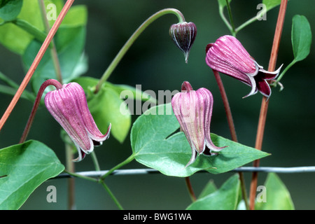 Clematis (clématite violet pitcheri), la floraison. Banque D'Images