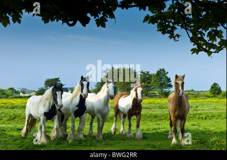 Chevaux shire peint traditionnel irlandais, book et danakil à buttercup pré, Irlande Banque D'Images