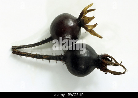 Burnett Rose, Scotch, Scotch Briar Rose (Rosa pimpinellifolia, Rosa spinosissima), églantier, studio photo. Banque D'Images