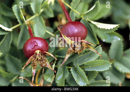 Burnett Rose, Scotch, Scotch Briar Rose (Rosa pimpinellifolia, Rosa spinosissima), sur un buisson d'églantier. Banque D'Images