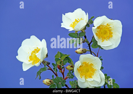 Burnett Rose, Scotch, Scotch Briar Rose (Rosa pimpinellifolia, Rosa spinosissima), la floraison. Banque D'Images