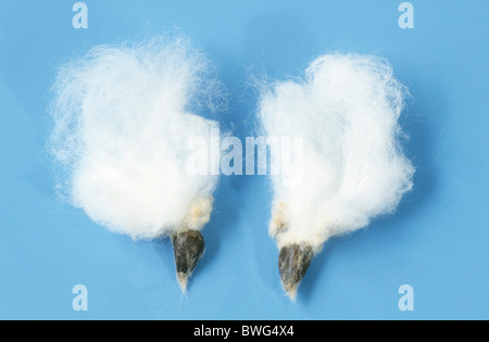 Coton commun, levant le coton (Gossypium herbaceum), fibre, studio photo. Banque D'Images