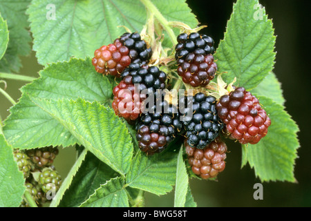 Blackberry commun (Rubus fruticosus), verts et de fruits mûrs sur l'arbuste. Banque D'Images