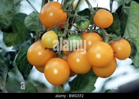 Tomate, jaune tomate (Lycopersicon esculentum), variété : Goldino, fruits mûrs. Banque D'Images