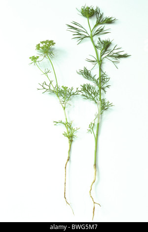 L'Ammi visnaga (Toothpickweed), deux tiges, studio photo. Banque D'Images