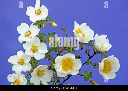 Burnett Rose, Scotch, Scotch Briar Rose (Rosa pimpinellifolia, Rosa spinosissima), la floraison. Banque D'Images